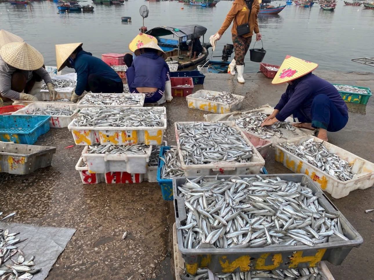 Con Cá, Câu Chuyện Và Cả Một Hệ Sinh Thái